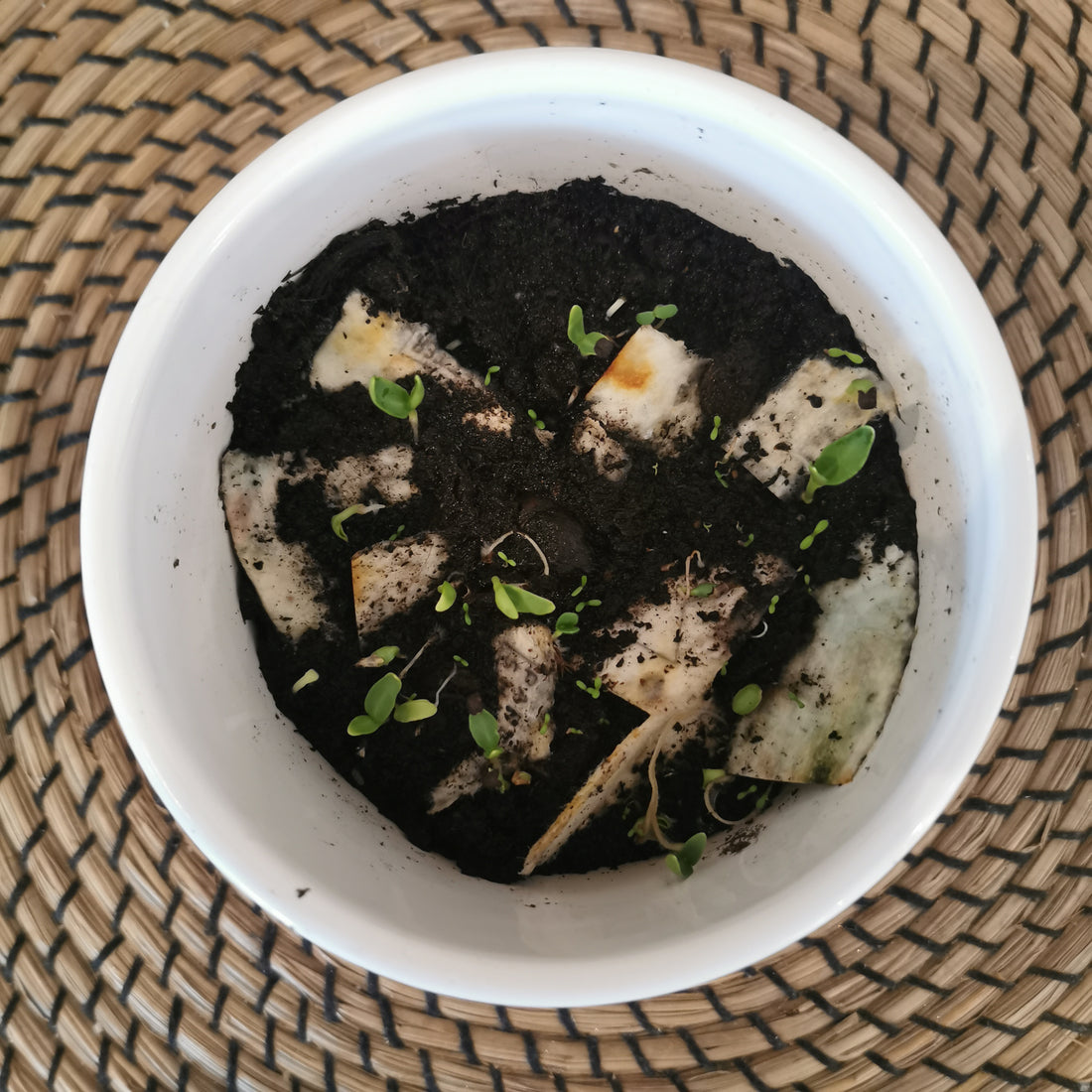 How to Grow Plantable Seed Paper