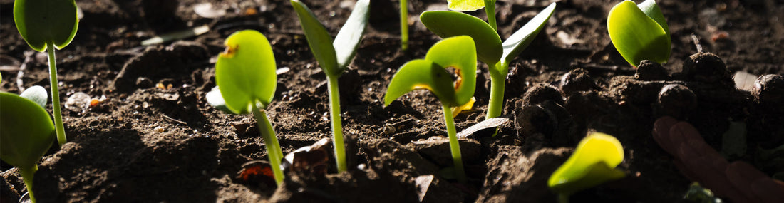 Seed paper business cards