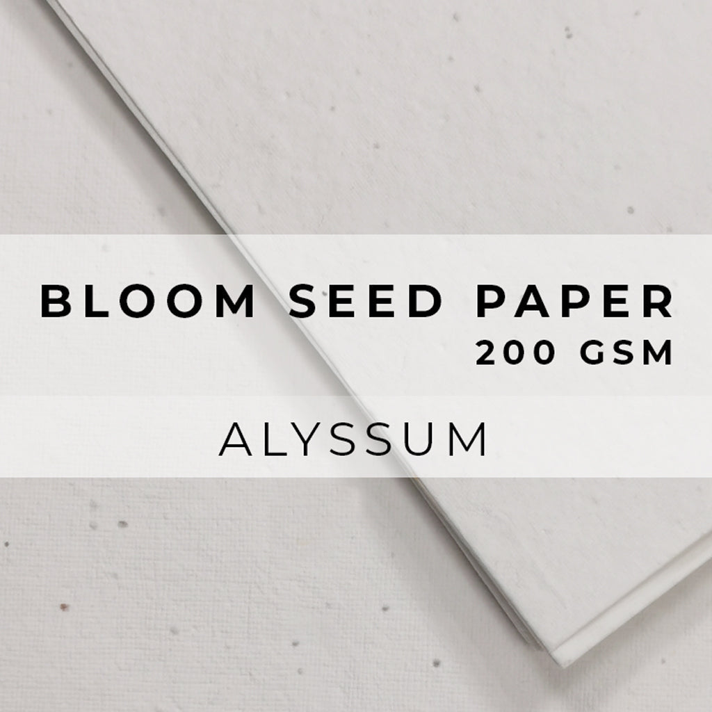 Plantable Seed Paper Bloom Seed Paper - 200gsm Blank Paper Little Green Paper Shop