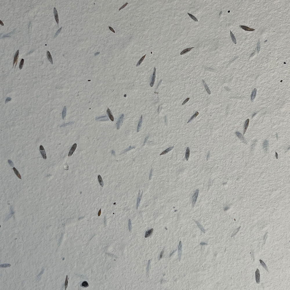 UK Seed Paper ROYAL Plantable Paper - 280gsm Little Green Paper Shop