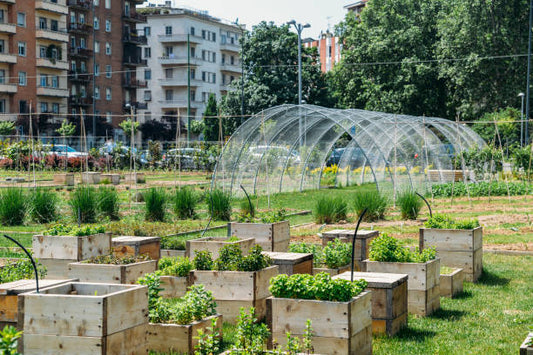 The Rise of Urban Gardening: Cultivating Sustainability in 2024
