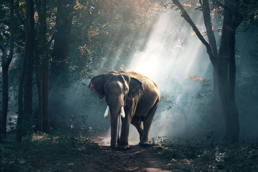 The Gardeners of The Forest - Elephant Rescue