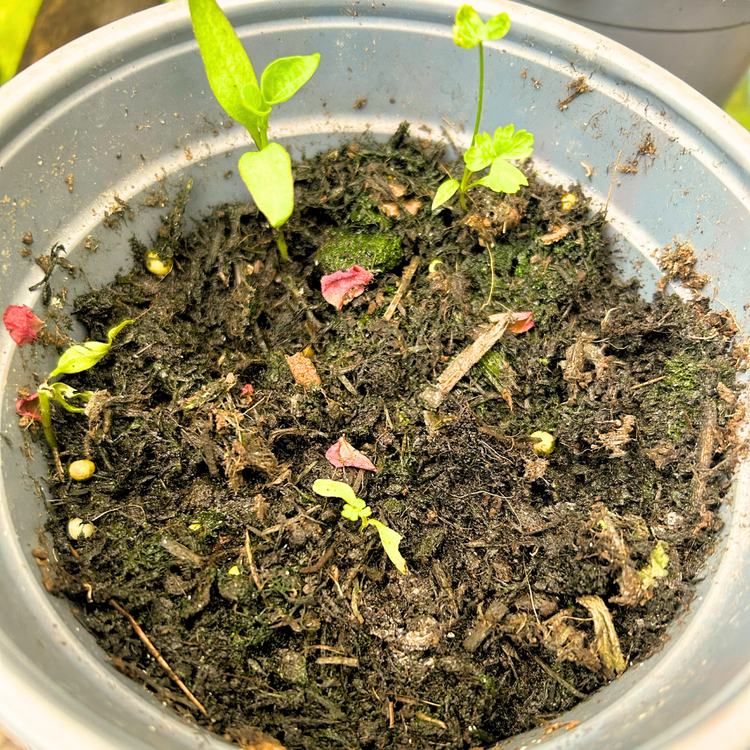 How to plant seed paper – Little Green Paper Shop