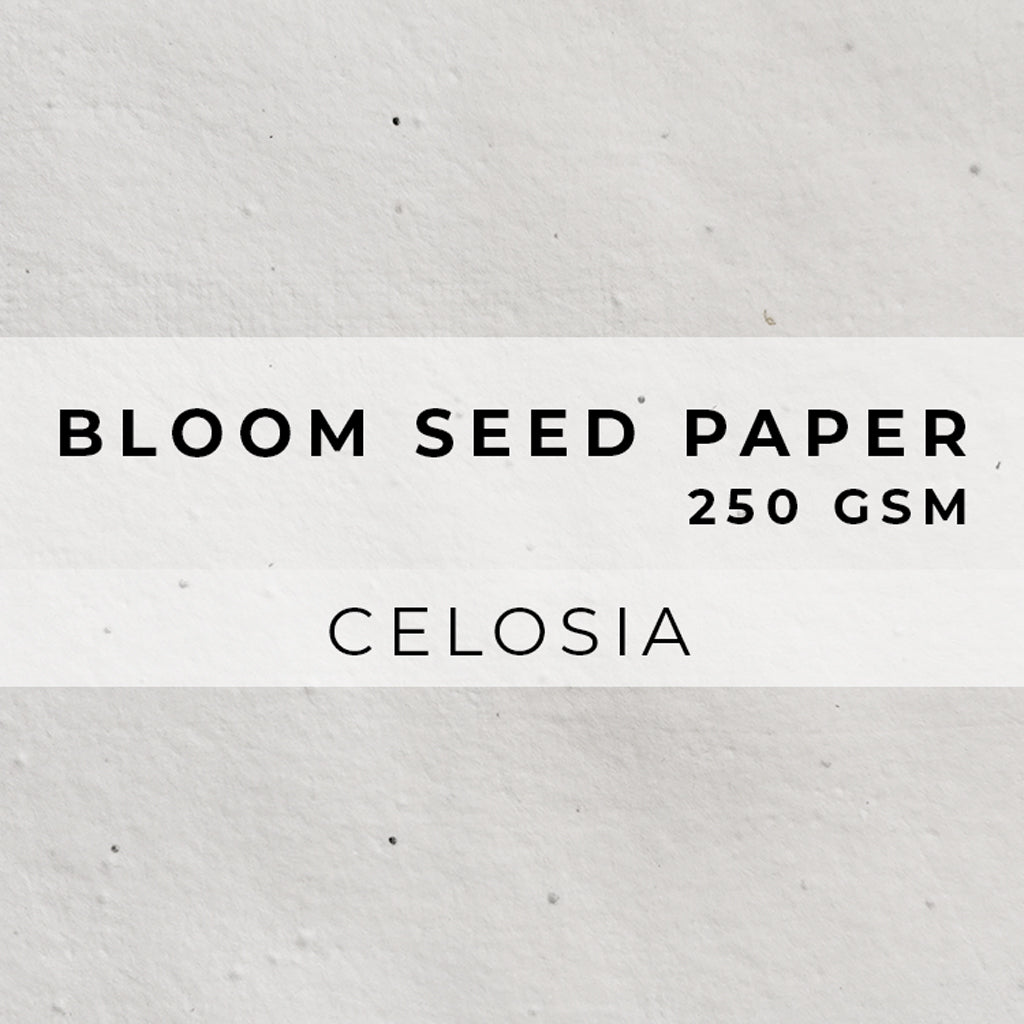 Plantable Seed Paper Bloom Seed Paper - 250gsm Blank Paper Little Green Paper Shop